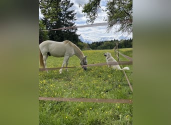 Franzl sucht seinen besonderen Lebensplatz