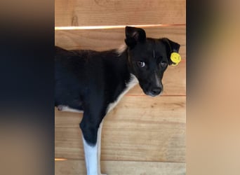 Die ängstliche Dima sucht ein Zuhause oder eine Pflegestelle!