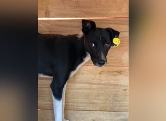 Die ängstliche Dima sucht ein Zuhause oder eine Pflegestelle!