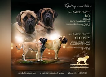Mastiff Welpen