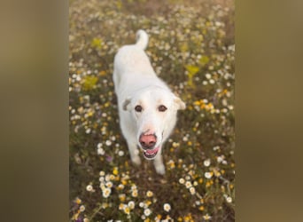 Maya (Spanien) -  sucht ihr Für-immer-Zuhause