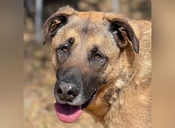 León (Spanien) – imposanter Mastiff mit Herz sucht erfahrenes Zuhause