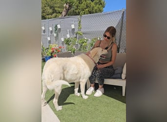 Maya (Spanien) -  sucht ihr Für-immer-Zuhause