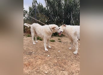 Maya (Spanien) -  sucht ihr Für-immer-Zuhause