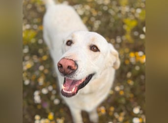Maya (Spanien) -  sucht ihr Für-immer-Zuhause
