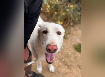 Maya (Spanien) -  sucht ihr Für-immer-Zuhause