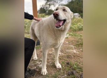 Maya (Spanien) -  sucht ihr Für-immer-Zuhause