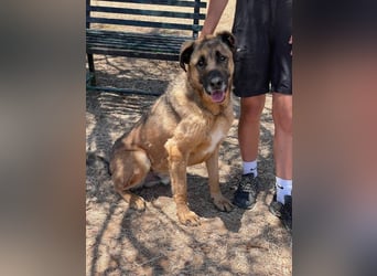 León (Spanien) – imposanter Mastiff mit Herz sucht erfahrenes Zuhause