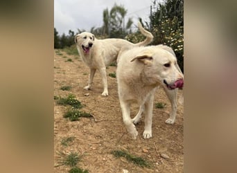 Maya (Spanien) -  sucht ihr Für-immer-Zuhause