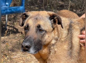 León (Spanien) – imposanter Mastiff mit Herz sucht erfahrenes Zuhause
