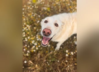 Maya (Spanien) -  sucht ihr Für-immer-Zuhause