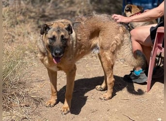 León (Spanien) – imposanter Mastiff mit Herz sucht erfahrenes Zuhause