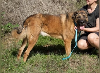 León (Spanien) – imposanter Mastiff mit Herz sucht erfahrenes Zuhause