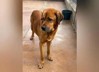 Tommy, ein großer Bär