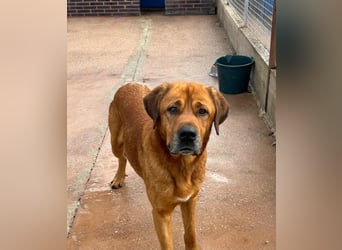 Tommy, ein großer Bär