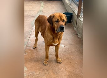 Tommy, ein großer Bär