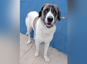 Salsa, eine zarte große Hündin