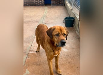 Tommy, ein großer Bär