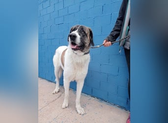 Salsa, eine zarte große Hündin