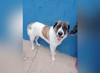 Salsa, eine zarte große Hündin