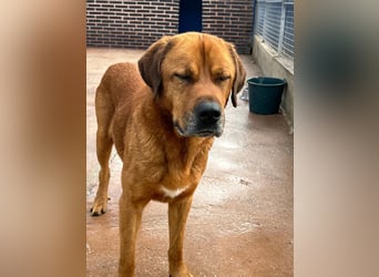 Tommy, ein großer Bär