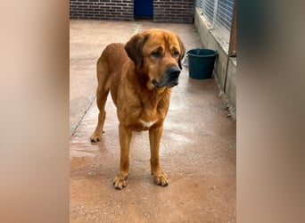 Tommy, ein großer Bär