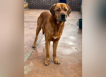 Tommy, ein großer Bär