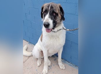 Salsa, eine zarte große Hündin