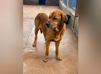 Tommy, ein großer Bär