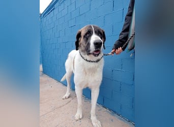 Salsa, eine zarte große Hündin