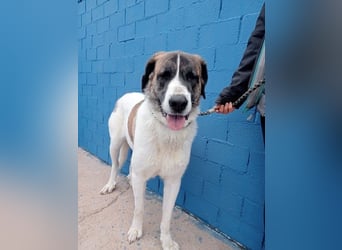 Salsa, eine zarte große Hündin