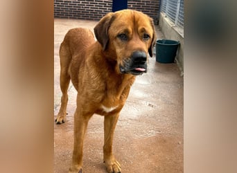 Tommy, ein großer Bär