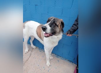 Salsa, eine zarte große Hündin