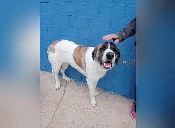 Salsa, eine zarte große Hündin