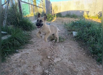 Rocco - junger Kämpfer mit großem Herzen sucht seine Chance