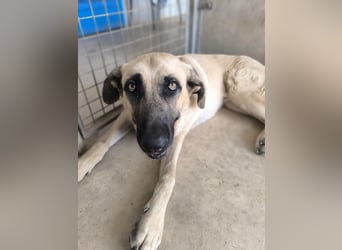 Rocco - junger Kämpfer mit großem Herzen sucht seine Chance