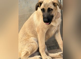 Rocco - junger Kämpfer mit großem Herzen sucht seine Chance
