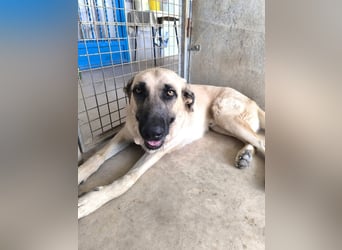 Rocco - junger Kämpfer mit großem Herzen sucht seine Chance