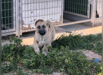 Rocco - junger Kämpfer mit großem Herzen sucht seine Chance