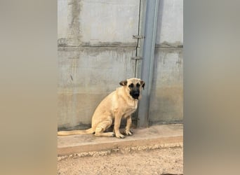Rocco - junger Kämpfer mit großem Herzen sucht seine Chance
