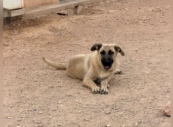 Rocco - junger Kämpfer mit großem Herzen sucht seine Chance