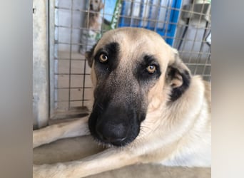 Rocco - junger Kämpfer mit großem Herzen sucht seine Chance