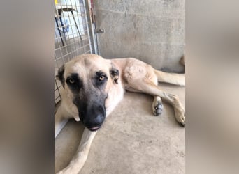 Rocco - junger Kämpfer mit großem Herzen sucht seine Chance