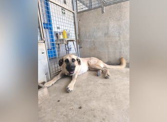 Rocco - junger Kämpfer mit großem Herzen sucht seine Chance