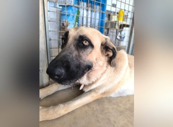 Rocco - junger Kämpfer mit großem Herzen sucht seine Chance