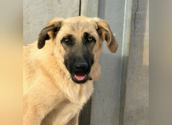 Rocco - junger Kämpfer mit großem Herzen sucht seine Chance
