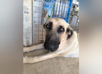 Rocco - junger Kämpfer mit großem Herzen sucht seine Chance
