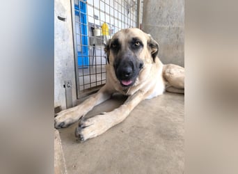 Rocco - junger Kämpfer mit großem Herzen sucht seine Chance