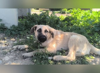 Rocco - junger Kämpfer mit großem Herzen sucht seine Chance
