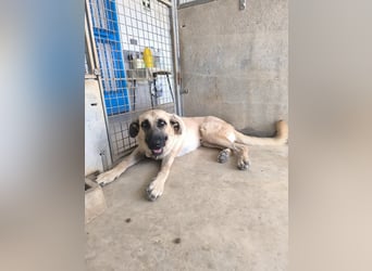 Rocco - junger Kämpfer mit großem Herzen sucht seine Chance